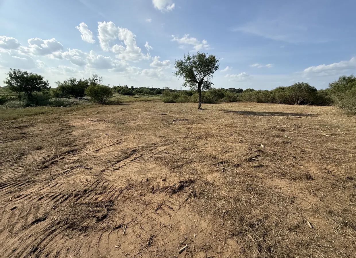 An open Elgin pasture after mesquite clearing, with a mature live tree left standing